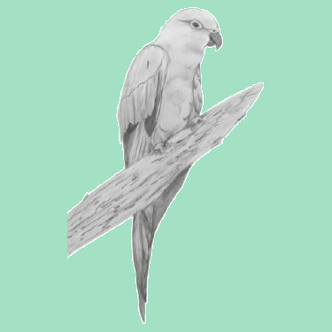 Hannah Stewart portrait